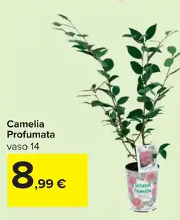 Carrefour Camelia Profumata offerta