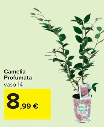 Carrefour Camelia Profumata offerta