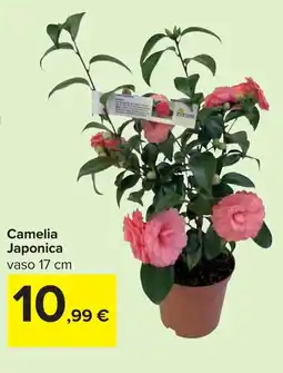 Carrefour Camelia Japonica offerta