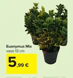 Carrefour Euonymus Mix offerta