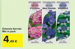 Carrefour Ortensia Serrata Min in pack offerta