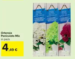 Carrefour Ortensia Paniculata Mix offerta