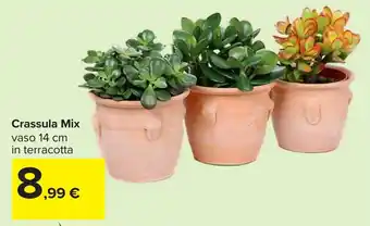 Carrefour Crassula Mix offerta