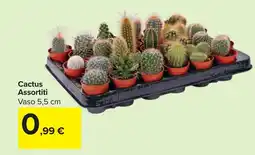 Carrefour Cactus Assortiti offerta