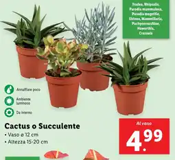 Lidl Cactus o Succulente offerta