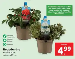 Lidl Rododendro offerta