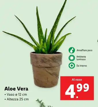 Lidl Aloe Vera offerta