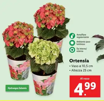 Lidl Ortensia offerta