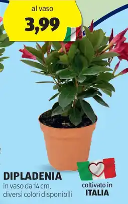 ALDI Dipladenia offerta