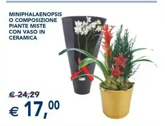Esselunga Miniphalaenopsis o composizione piante miste con vaso in ceramica offerta