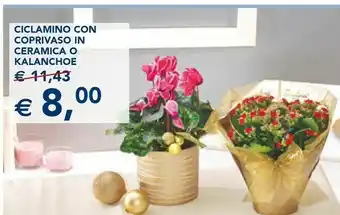 Ciclamino con coprivaso in ceramica o kalanchoe