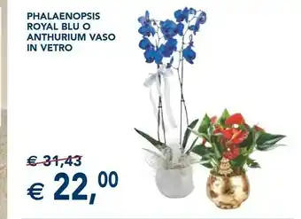 Esselunga Phalaenopsis royal blu offerta