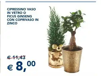 Esselunga Cipressino vaso in vetro o ficus ginseng con coprivaso in zinco offerta