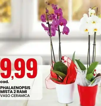 Eurospin Phalaenopsis mista 2 rami offerta
