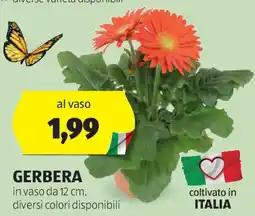 ALDI Gerbera offerta