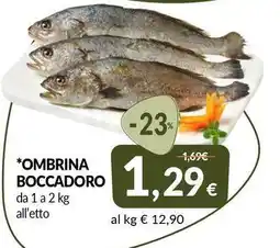 *ombrina boccadoro