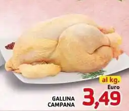 Gallina campana