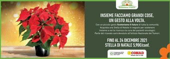 Conad Stella di natale offerta