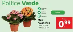 Lidl Mini kalanchoe offerta