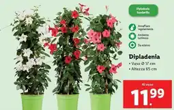 Lidl Dipladenia offerta