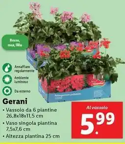Lidl Gerani offerta