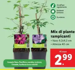 Lidl Mix di piante rampicanti offerta