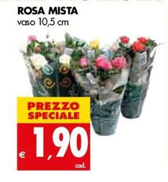 Tigros Rosa Mista vaso 10,5 cm offerta