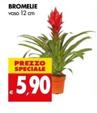 Tigros Bromelie vaso 12 cm offerta