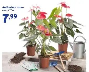 In'S Mercato Anthurium rosso offerta