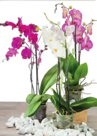 In'S Mercato Orchidea 2 rami offerta