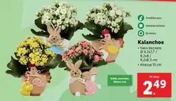 Lidl Kalanchoe offerta