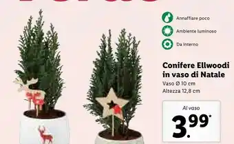 Lidl Conifere ellwoodi in vaso di natale vaso 10 cm altezza 12.8 cm offerta