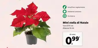 Lidl Mini stella di natale vaso 6 cm altezza 14 cm offerta