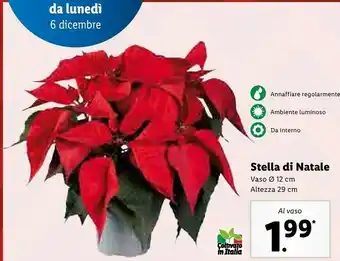 Lidl Stella di natale vaso 12 cm altezza 29 cm offerta