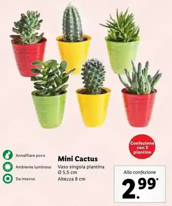 Lidl Mini cactus vaso 5.5 cm altezza 8 cm offerta