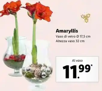 Lidl Amaryllis vaso 17.5 cm altezza 32 cm offerta