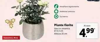 Lidl Piante fiorite vaso 13.5 cm altezza 25 cm offerta
