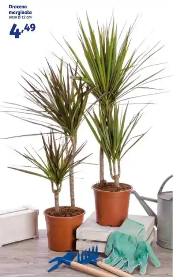 In'S Mercato Dracena marginata offerta