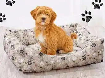 In'S Mercato Cuccia divano per cani e gatti offerta