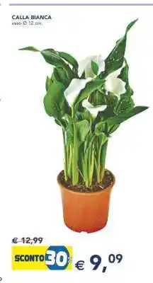 Esselunga CALLA BIANCA offerta