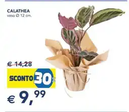Esselunga CALATHEA offerta
