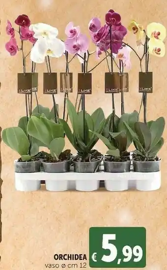 Deco Supermercati Orchidea offerta