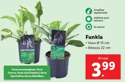 Lidl Funkia offerta