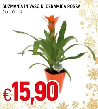 Famila Guzmania in Vaso di Ceramica Rossa offerta