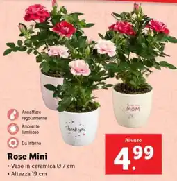 Lidl Rose Mini offerta