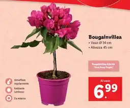 Lidl Bougainvillea offerta