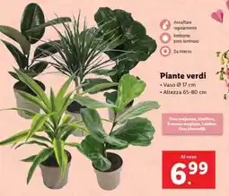 Lidl Piante verdi offerta