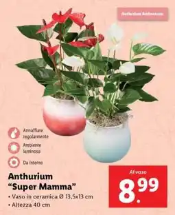 Lidl Anthurium 'Super Mamma' offerta