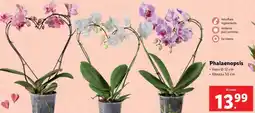 Lidl Phalaenopsis offerta