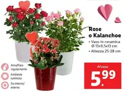 Lidl Rose o Kalanchoe offerta